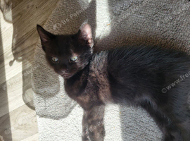 Girl and boy kitten