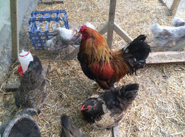 Proven Brahma Quintet