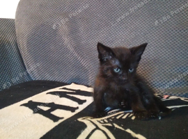 Stunning maincoon cross BOY last of litter
