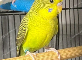 Black wing budgie
