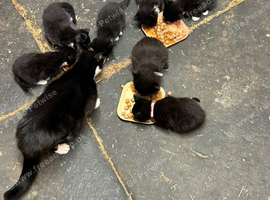 Kittens available NOW