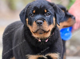 UK&rsquo;s Finest Rottweiler Puppies
