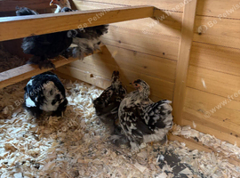 5 pekin bantam pullets