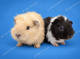Bonded guinea pigs boys friendly