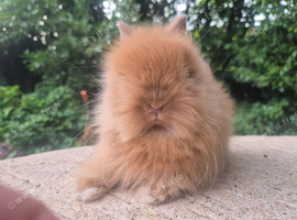 Stunning Teddydwerg babies for sale- parents imported