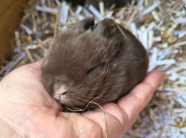 Mini lop bunnies ready 21st November