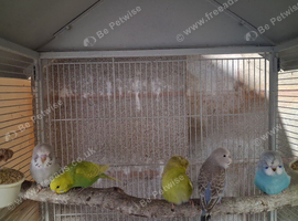 Baby budgies