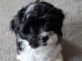 Lhasa apso female