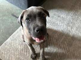 Cane corso