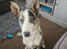 Tri colour and Merle Male Border collie