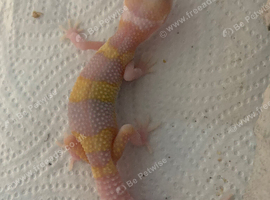 Albino leopard gecko cb26