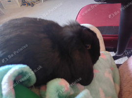 Pure mini lop ready to reserve