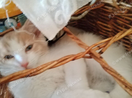 Gorgeous flame point girl