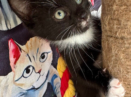 SWEET NATURED BOY KITTEN READY NOW