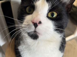 beautiful male cat looking for a new home