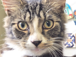 Two boys needing homes