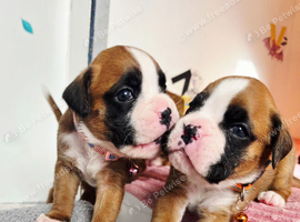 Gorgeous KC Reg Boxer Puppies