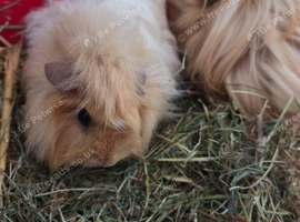 2 Lovely Long haired Female Guniea Pigs