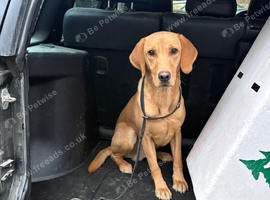 Perfect pet part trained 10 month old male