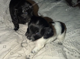 1 beautiful puppie