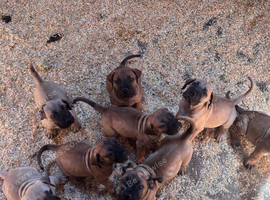 South African boerboels