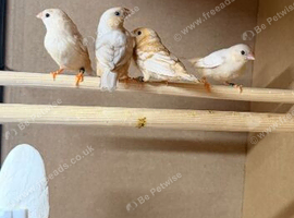 Triple orange zebra finches