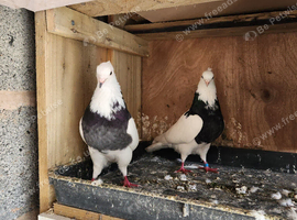 Iranian pigeons