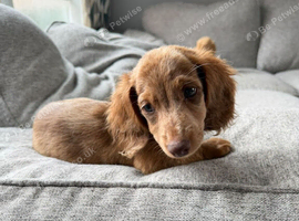 KC REG Long Haired Miniature Dachshunds