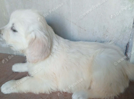 8 gorgeous Retriever pups