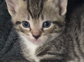 Kittens
