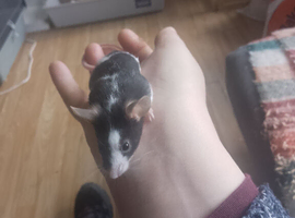 3  Very Friendly well Handled little boys