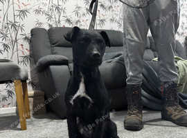 PATTERDALE FOR STUD!