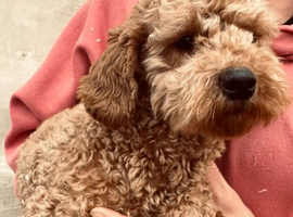 Two Stunning DNA hereditary clear RED Cavapoo female puppies 11 months old