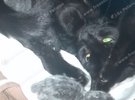 Russian blue x tabby kittens