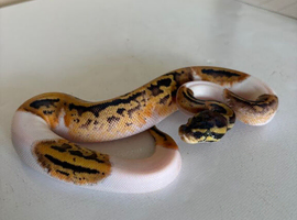 Female baby leopard orange dream phantom pied