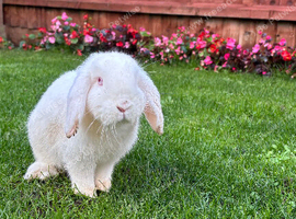Female mini lop