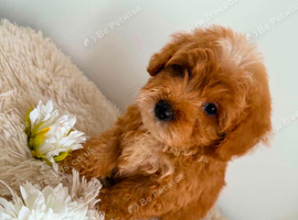 Beautiful Puppies Looking for Loving Homes