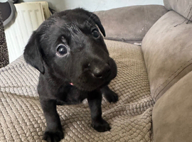 Labrador puppies