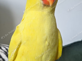 Baby ringneck