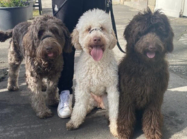 Multigen Labradoodle Puppies &ndash; Waiting List Now Open!