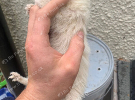 Small ferrets