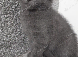 Russian blue