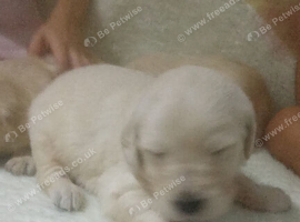 Golden retriever puppies KC reg