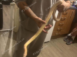 Corn snake and set up