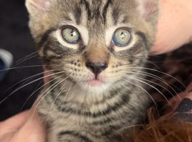 Beautiful kittens