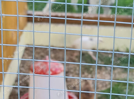 7 week old chicks