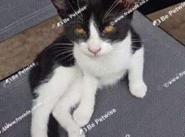 Sweet 5-month-old boy looking for his forever family.