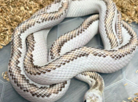 Rat snake fo sale