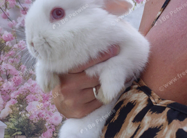 Last little boy dwarf lop