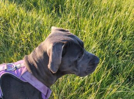 Luna - great Dane/cane corso